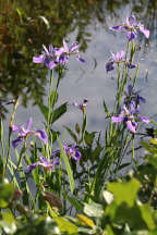 Northern Blue Iris