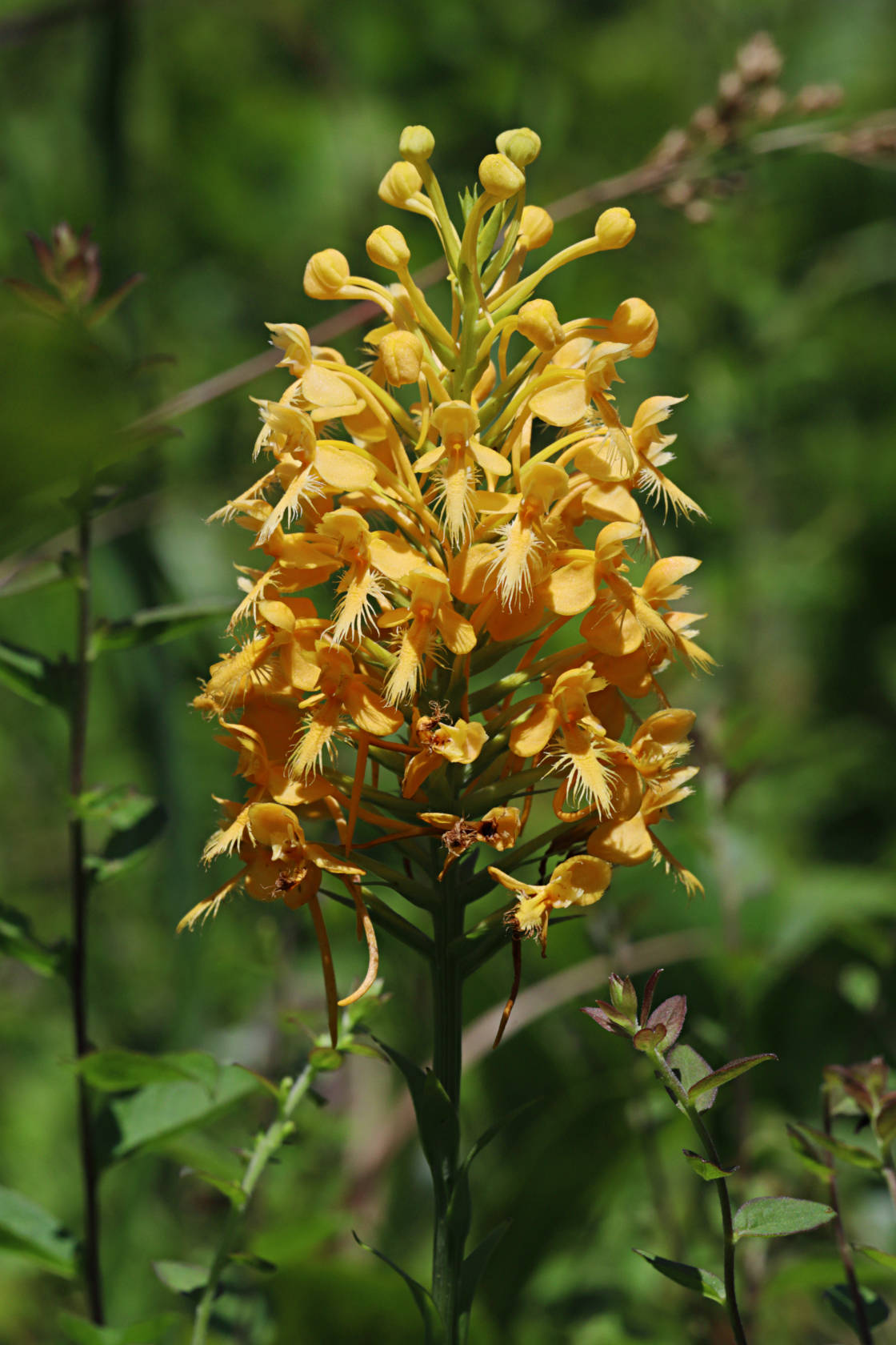 Bicolor Hybrid Fringed Orchid