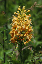 Bicolor Hybrid Fringed Orchid