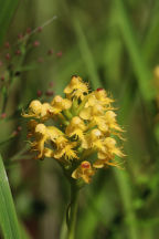 Canby's Hybrid Fringed Orchid
