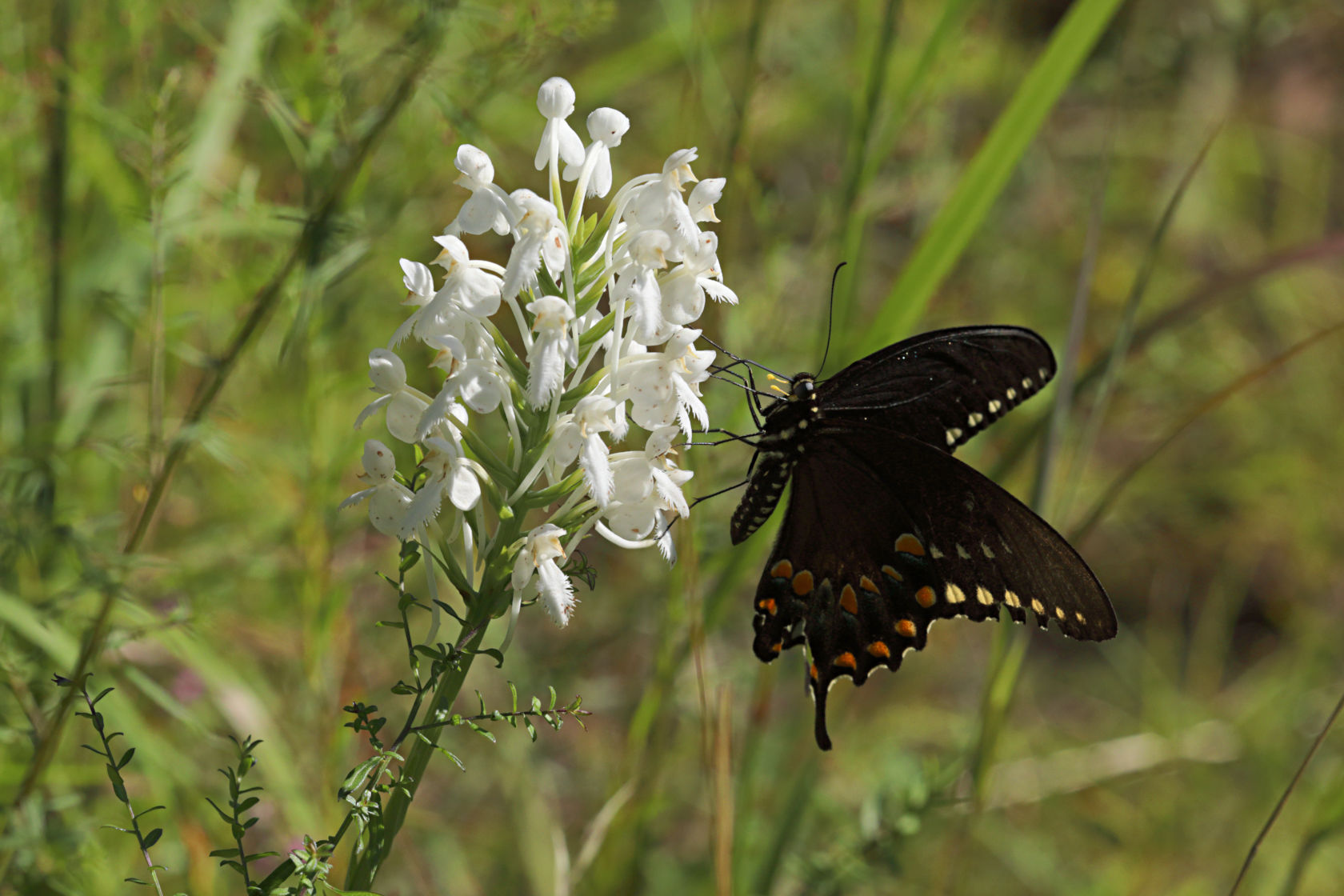 Spicebush Swallowtail on Northern White Fringed Orchid
