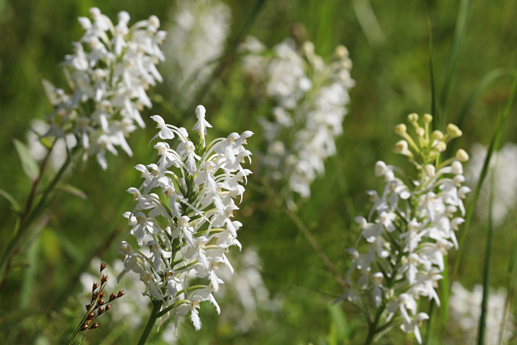 Northern White Fringed Orchid