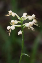 Platanthera canbyi