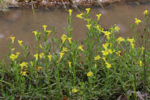 Yellow Hedge-Hyssop