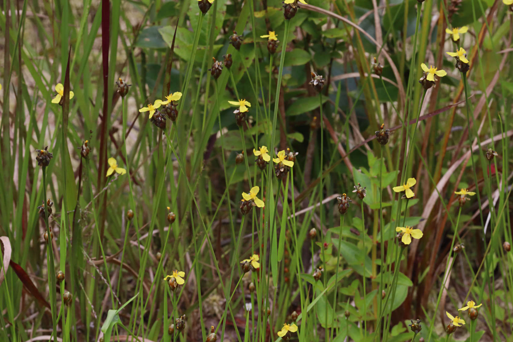 Small's Yellow-Eyed Grass