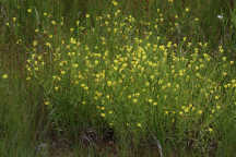 Yellow Hedge Hyssop