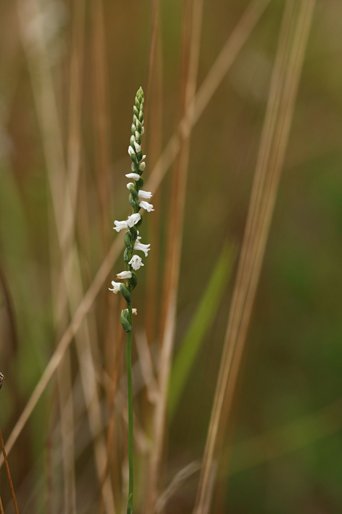 Little Ladies' Tresses