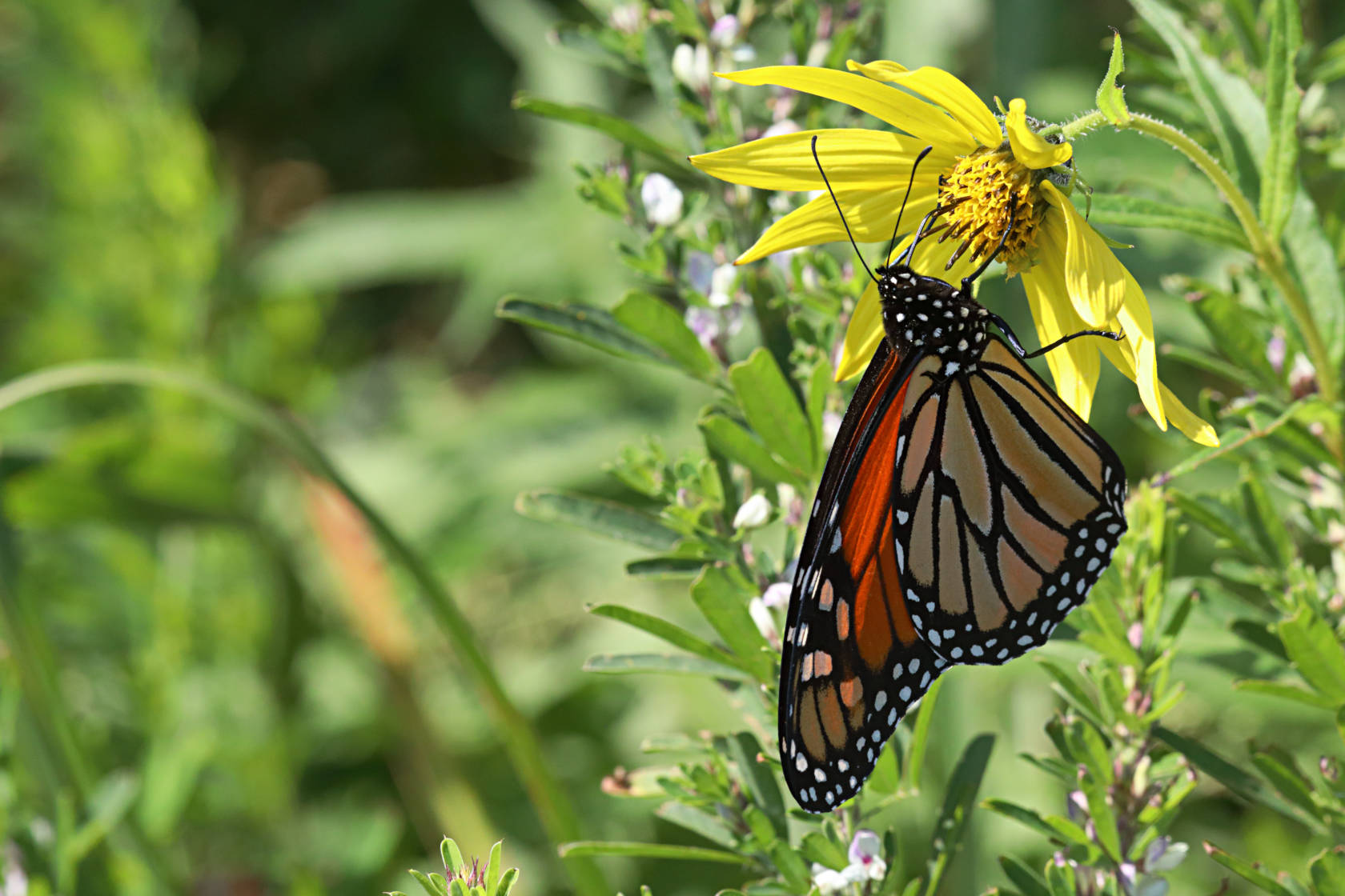 Monarch Butterfly on Tall Sunflower