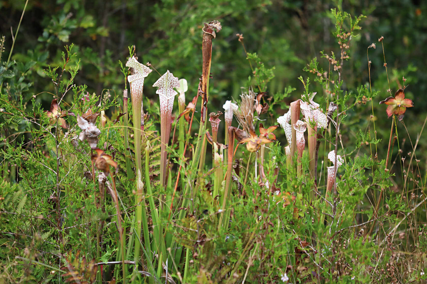 White Top Pitcher Plant
