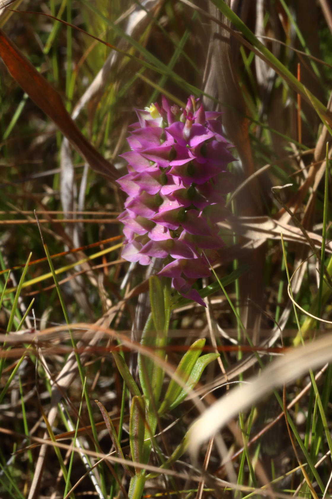 Cross-Leaved Milkwort