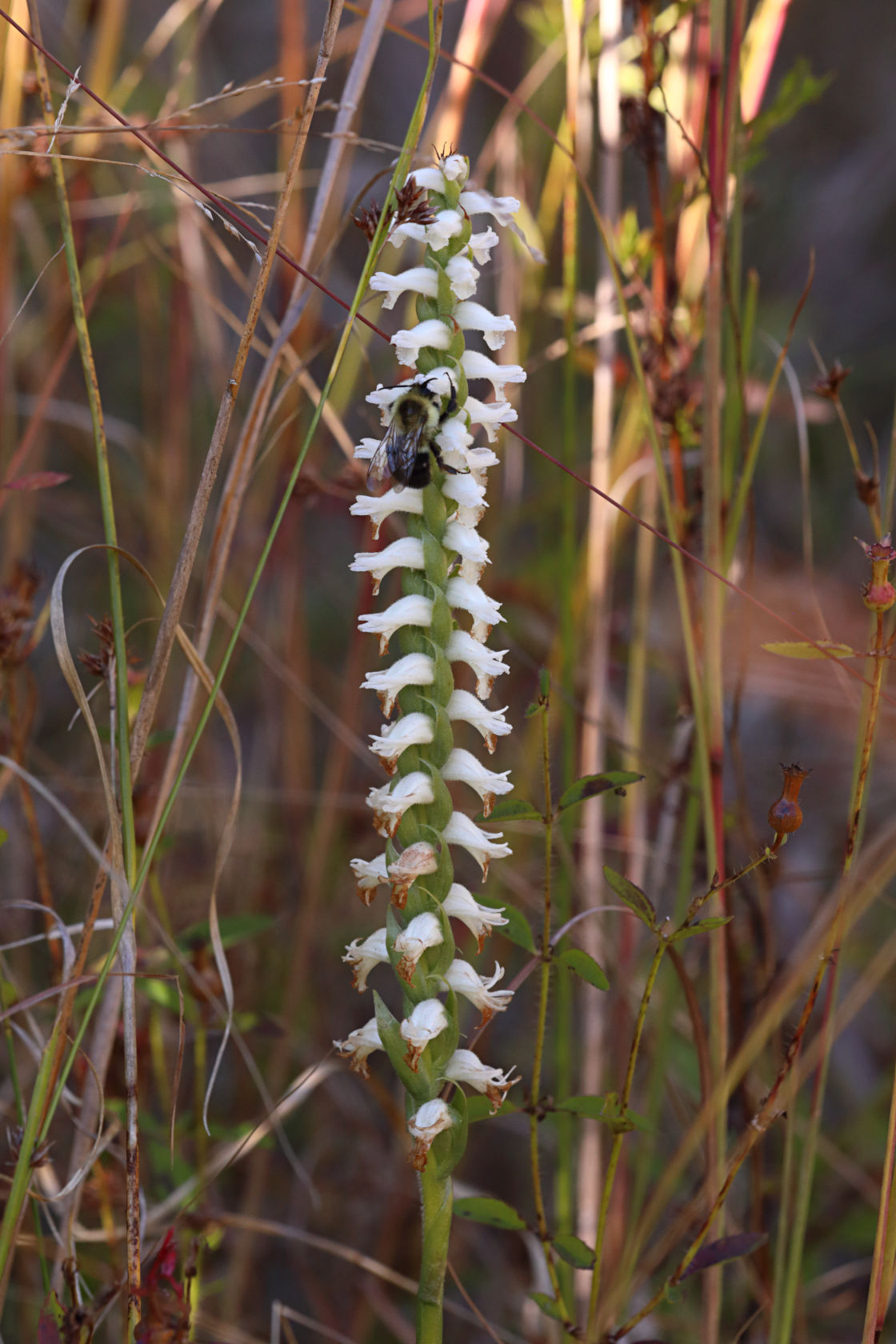 Atlantic Ladies' Tresses