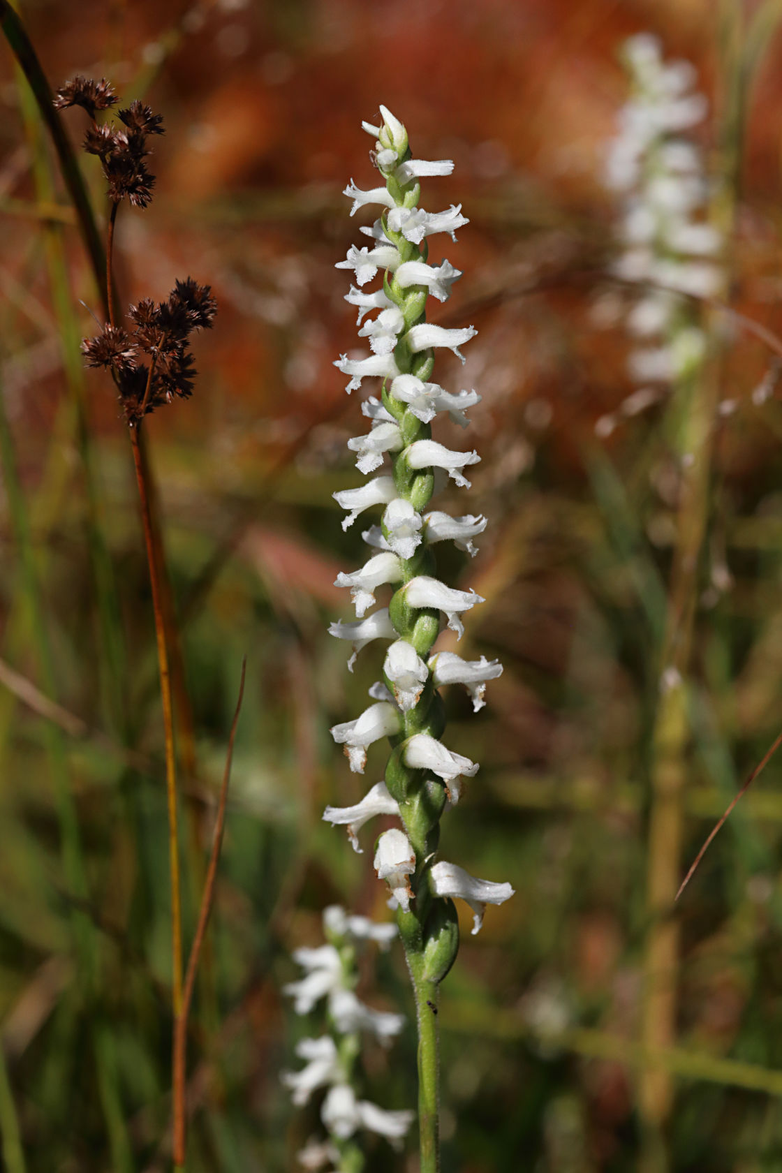 Nodding Ladies' Tresses