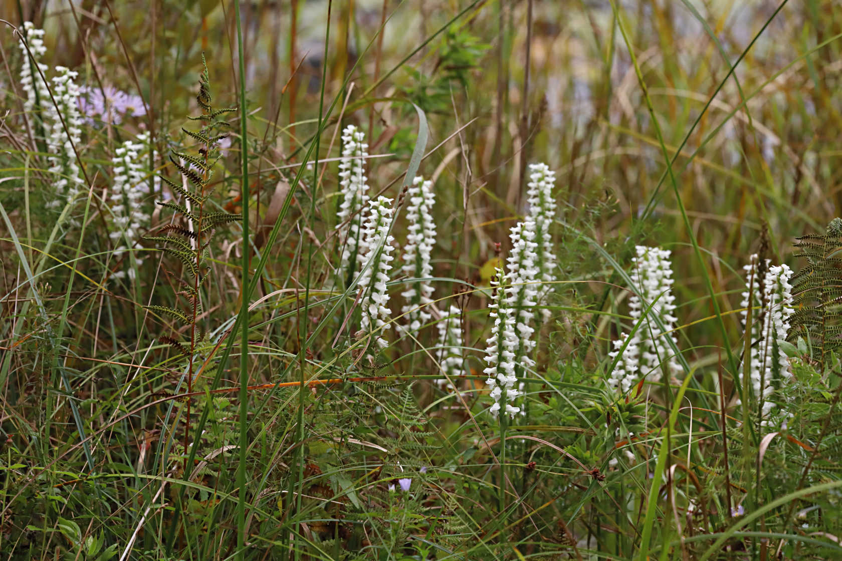 Atlantic Ladies’ Tresses