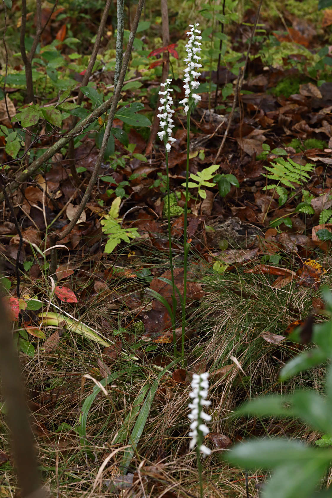 Atlantic Ladies’ Tresses