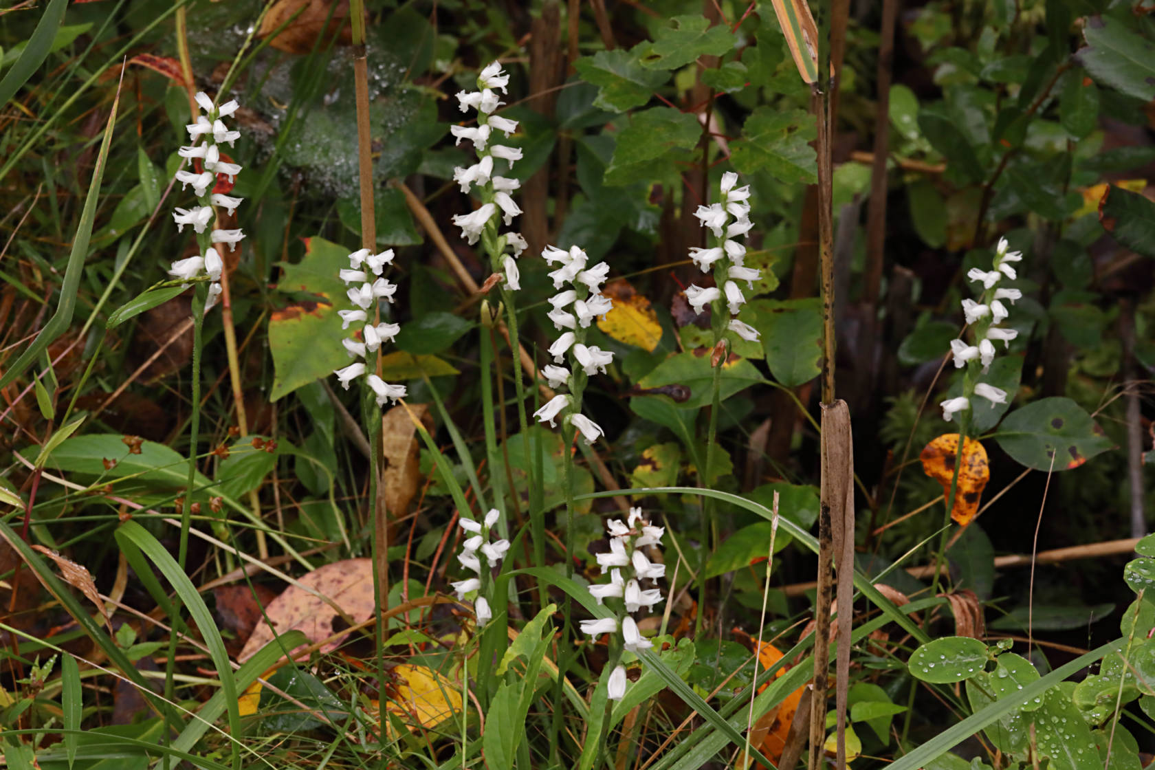 Nodding Ladies' Tresses