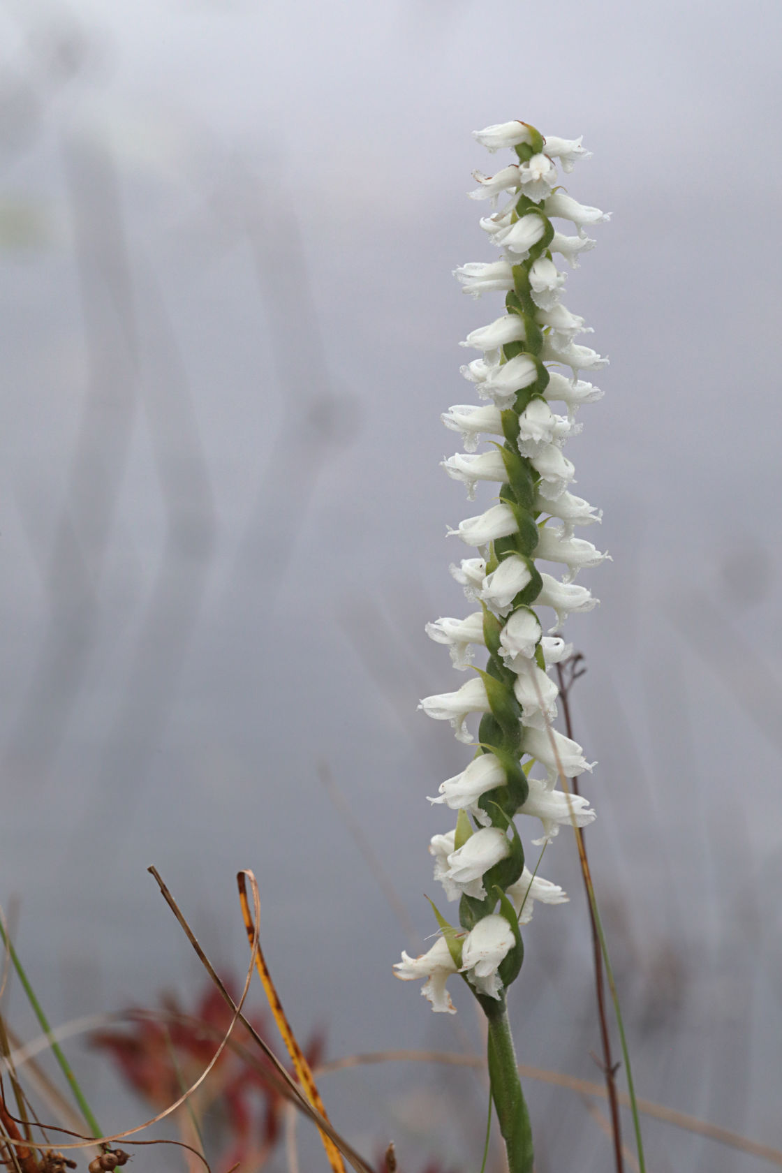 Atlantic Ladies’ Tresses