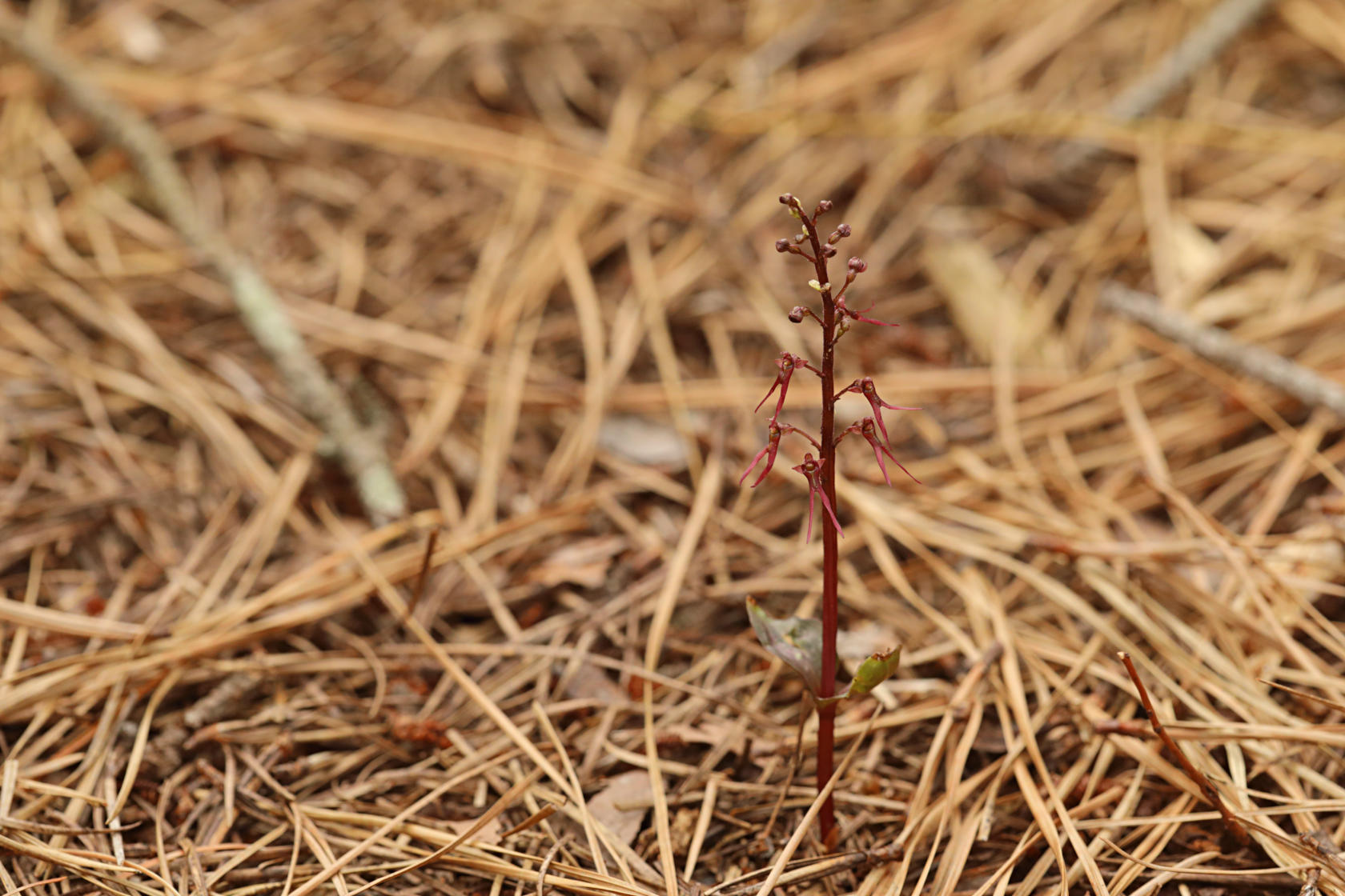 Southern Twayblade