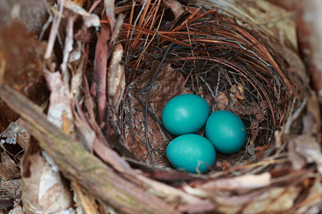 Robin Nest