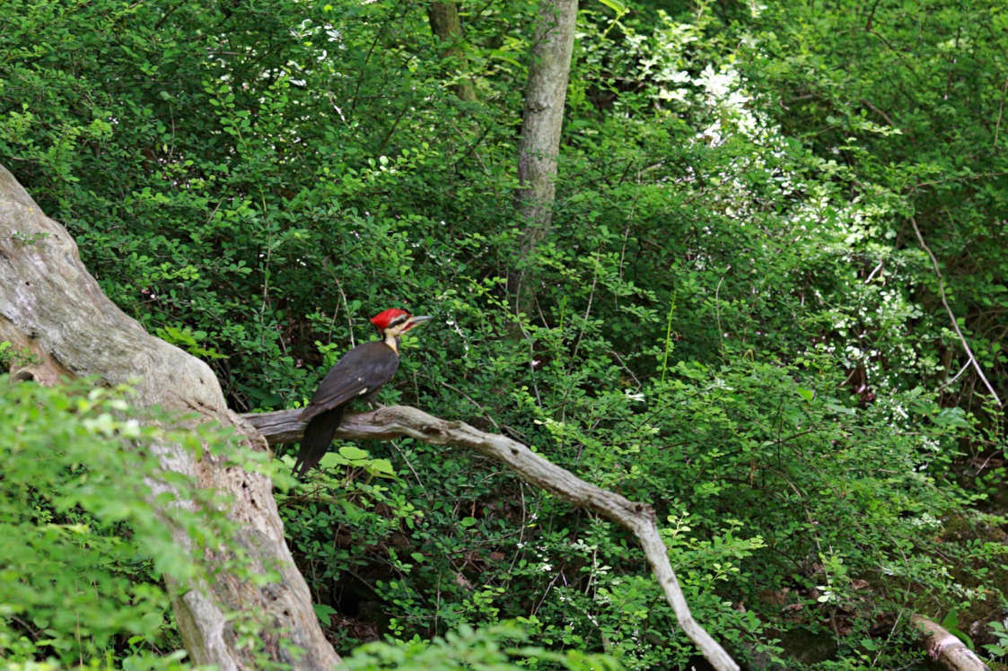 Pileated Woodpecker