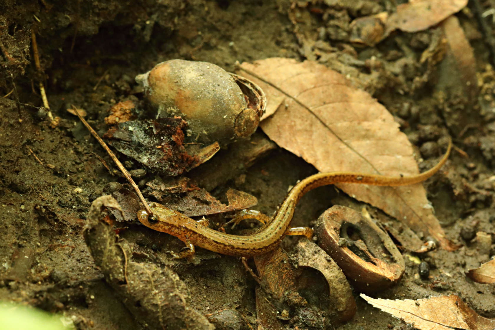 Long-Tail Salamander