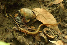 Long-Tail Salamander