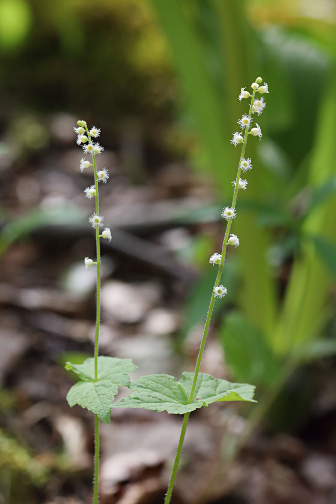 Two-Leaved Mitrewort