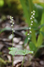 Two-Leaved Mitrewort