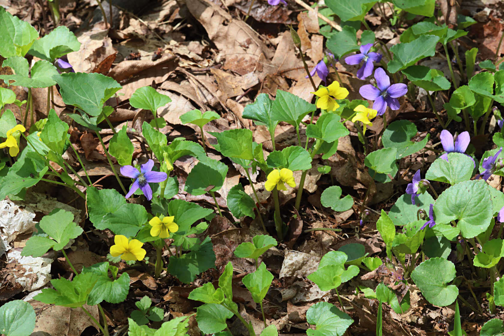 Common Blue Violet and Smooth Yellow Violet