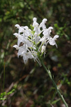 Northern White Fringed Orchid