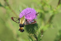 Snowberry Clearwing Moth on Bull Thistle