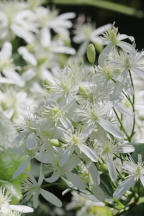 Yam-Leaved Clematis