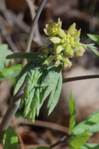 Caulophyllum thalictroides