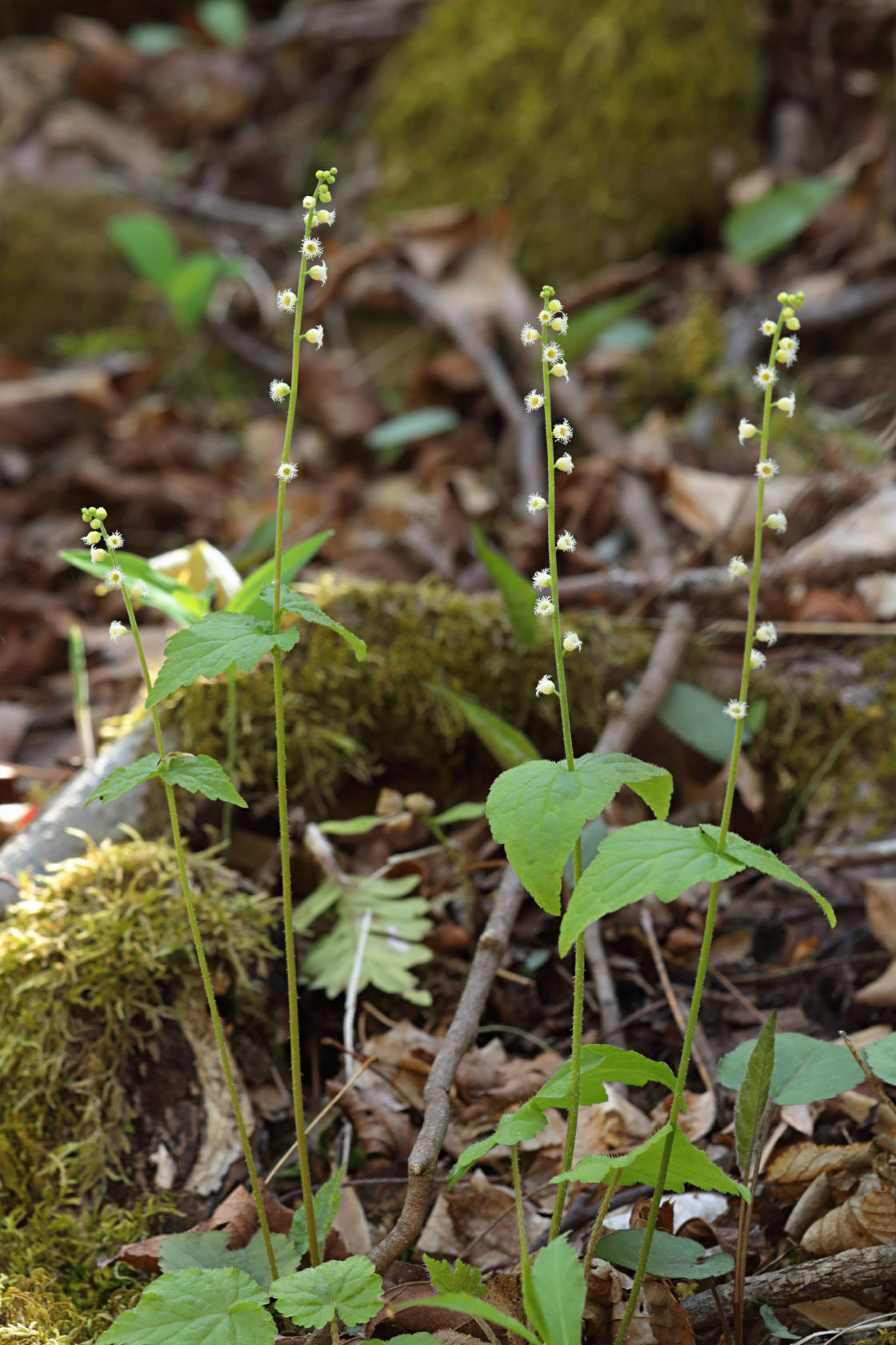 Two-Leaved Mitrewort