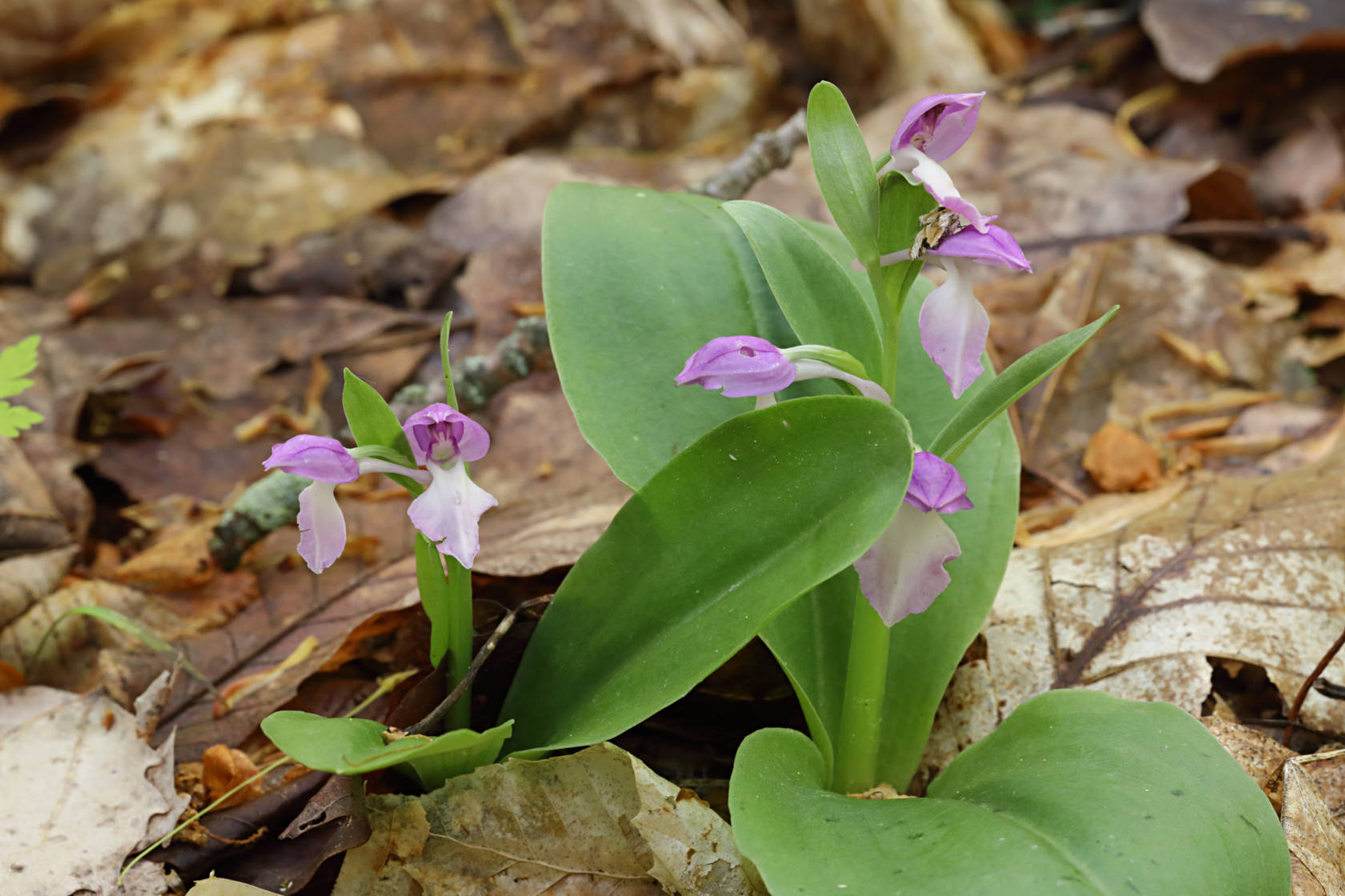 Purple-Flowered Showy Orchid