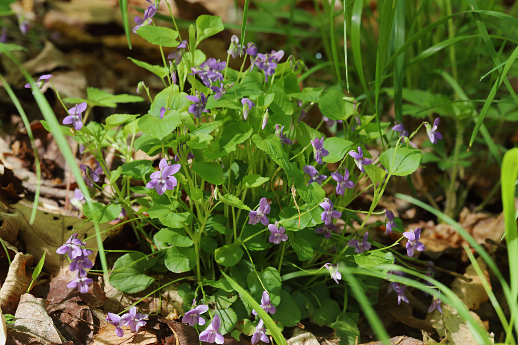 American Dog Violet