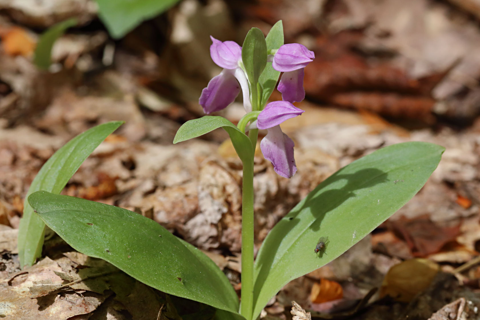 Purple-Flowered Showy Orchid