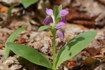 Purple-Flowered Showy Orchid