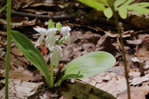 White-Flowered Showy Orchid