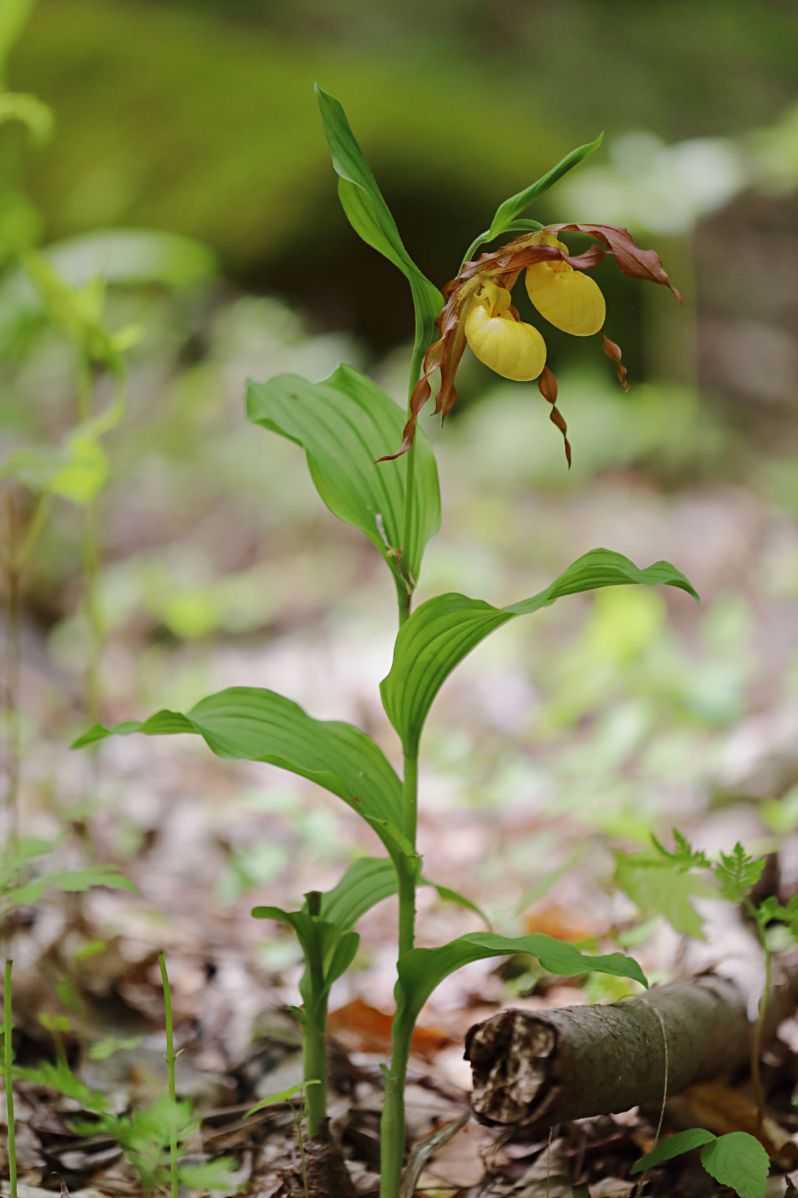 Large Yellow Lady's Slipper