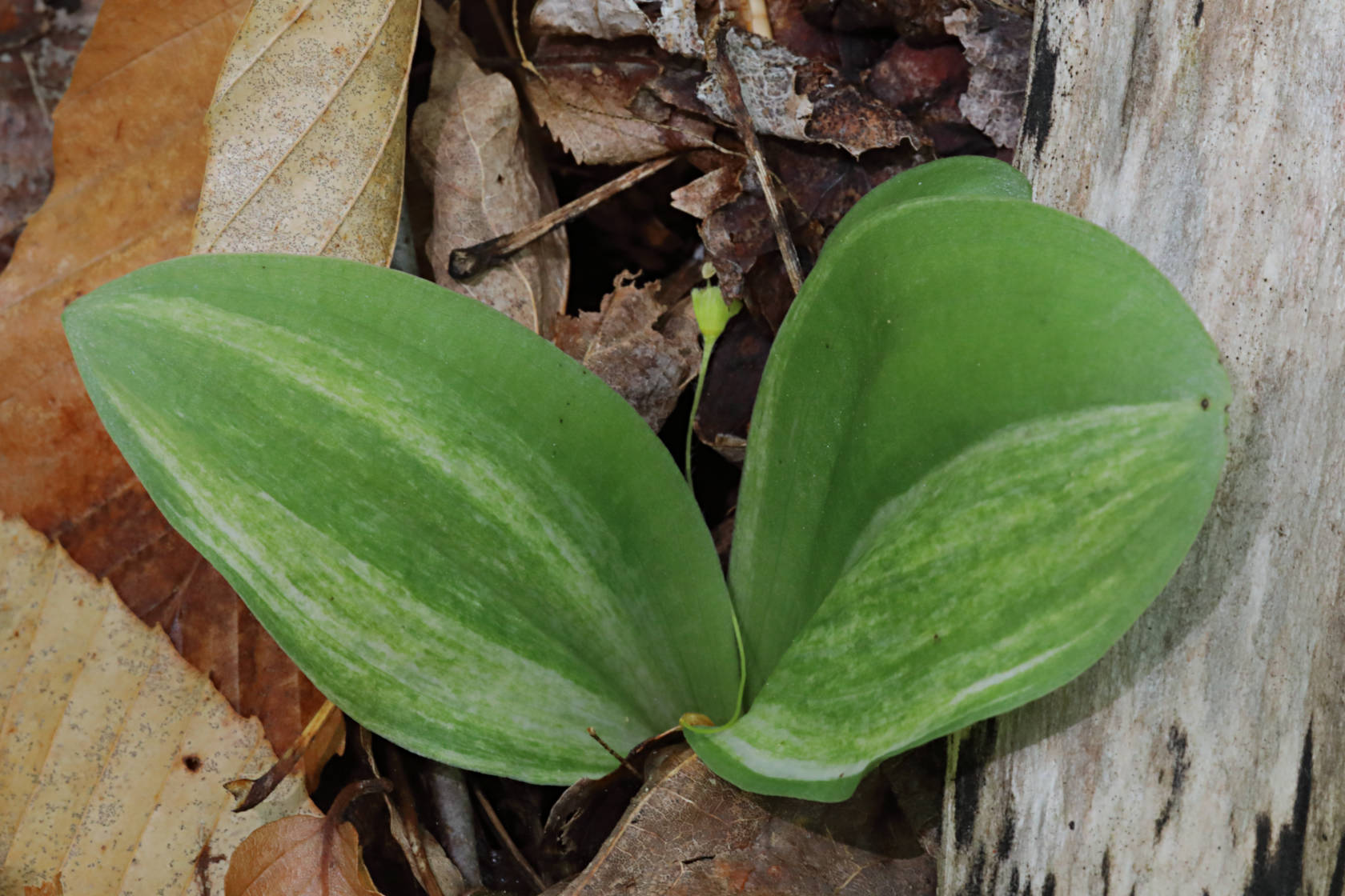 Variegated Showy Orchid