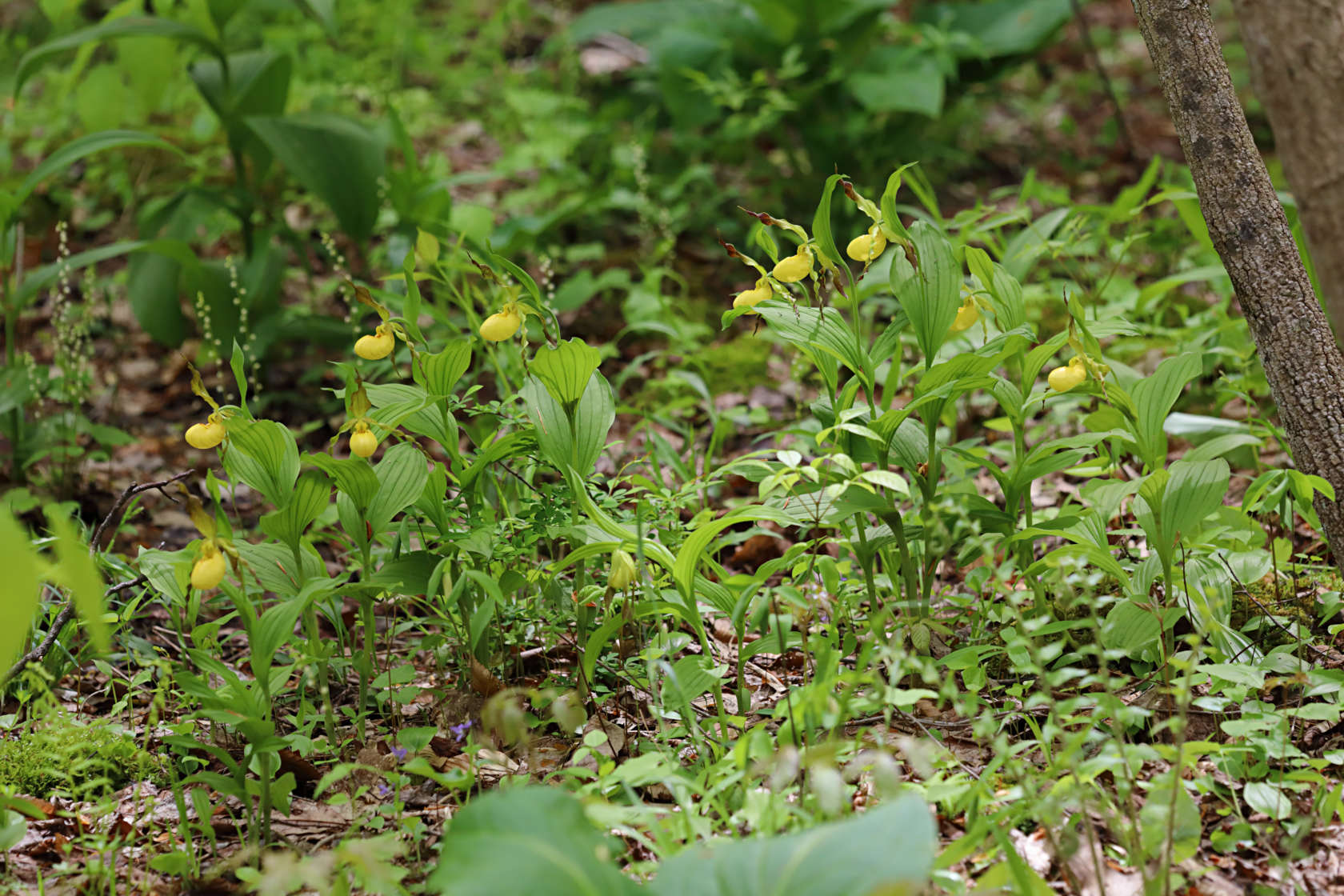 Large Yellow Lady's Slipper