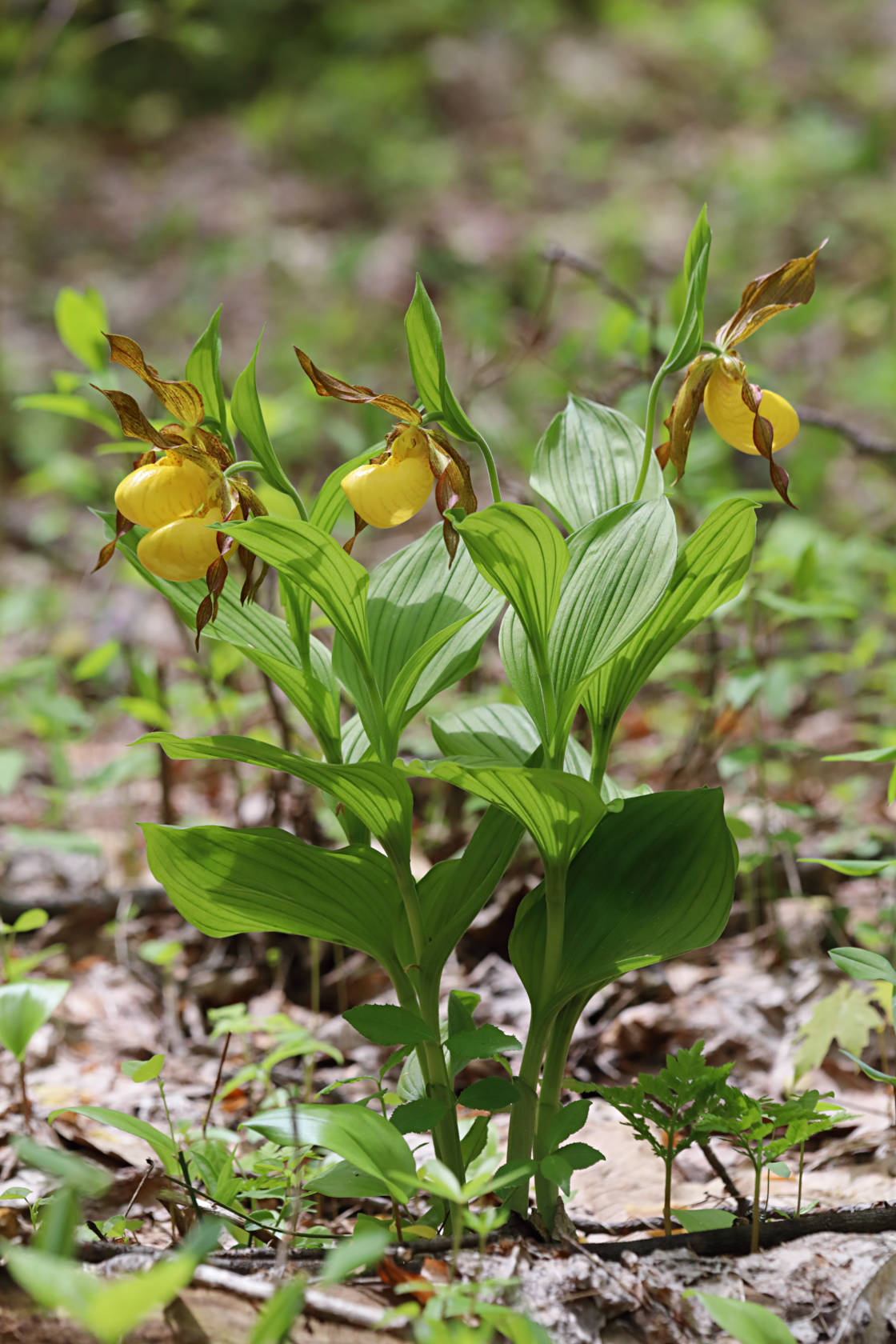 Large Yellow Lady's Slipper