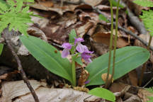 Purple-Flowered Showy Orchid