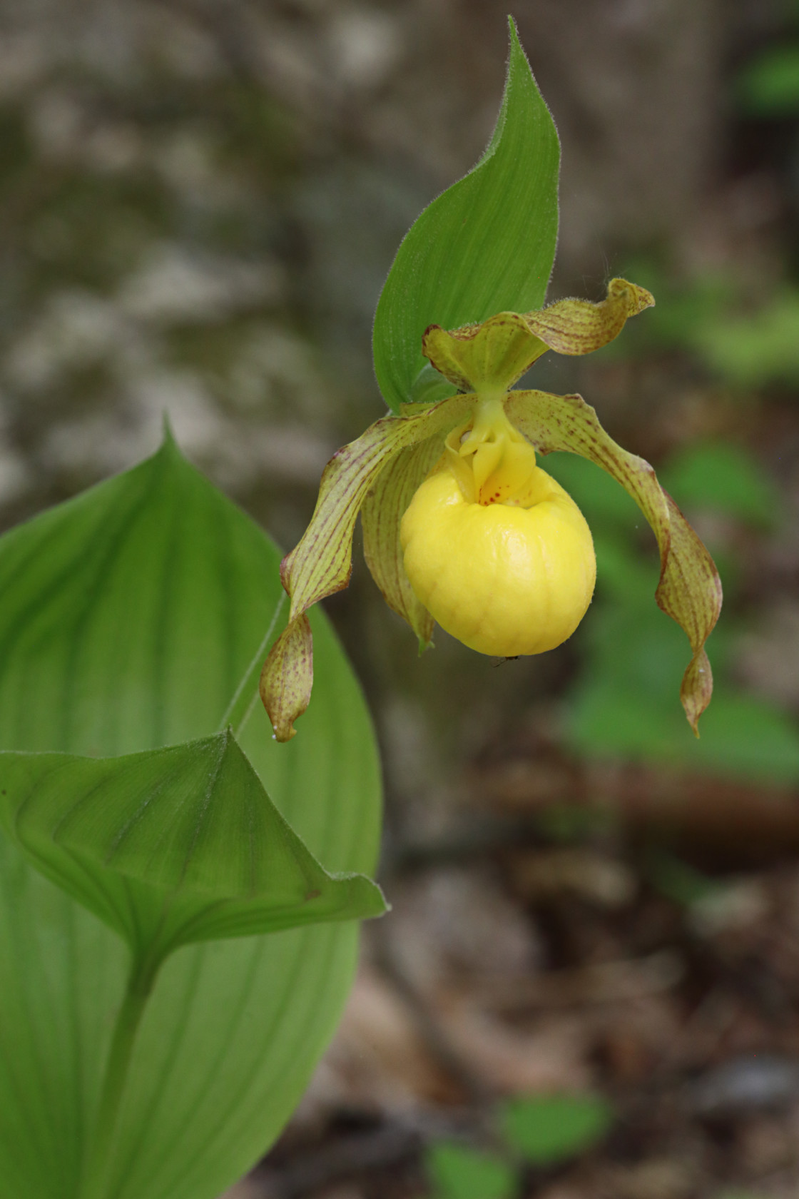 Large Yellow Lady's Slipper