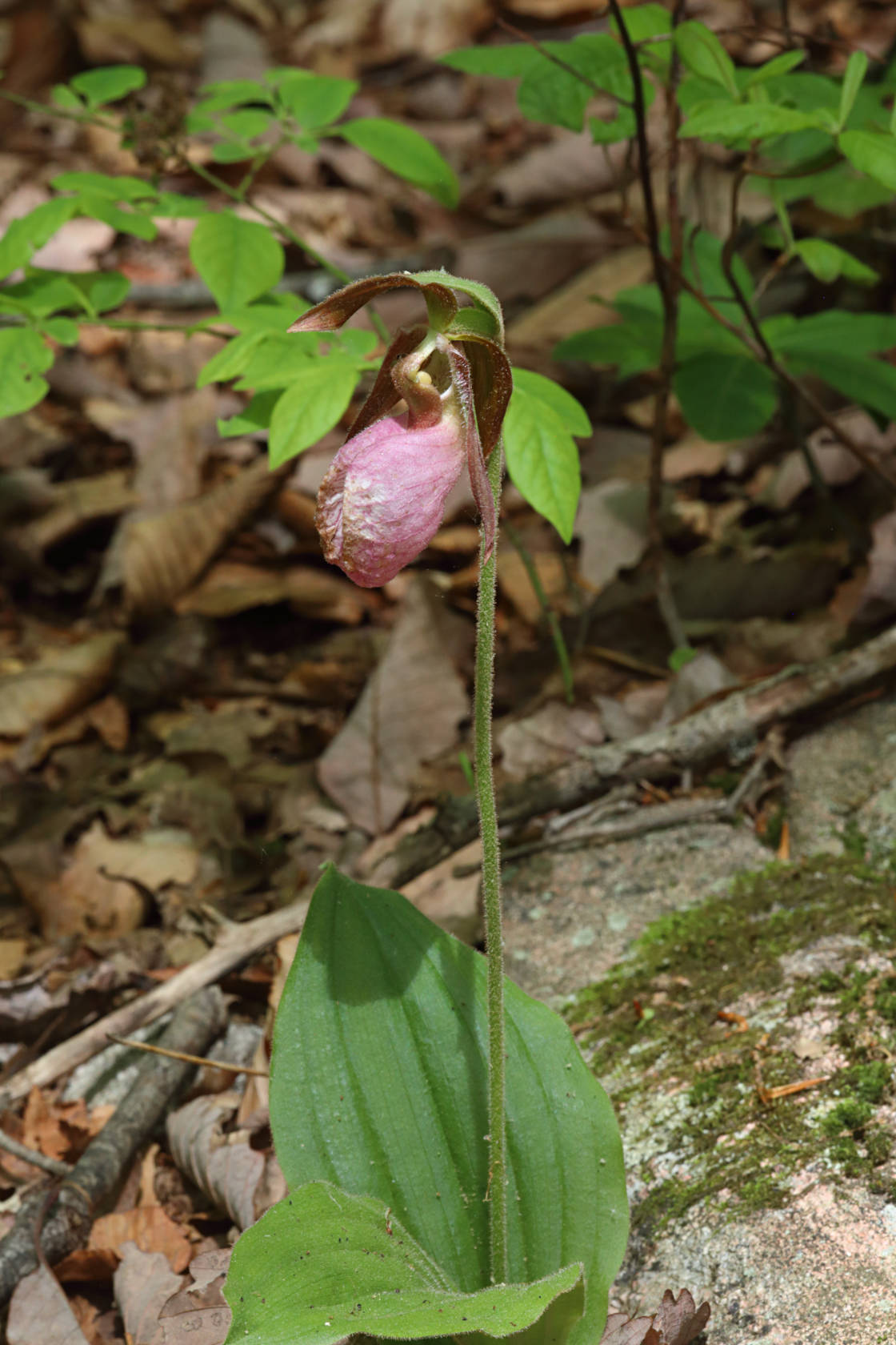 Pink Lady's Slipper