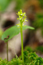 Early Coralroot