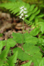 Tiarella cordifolia var. cordifolia