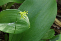 Corn Lily