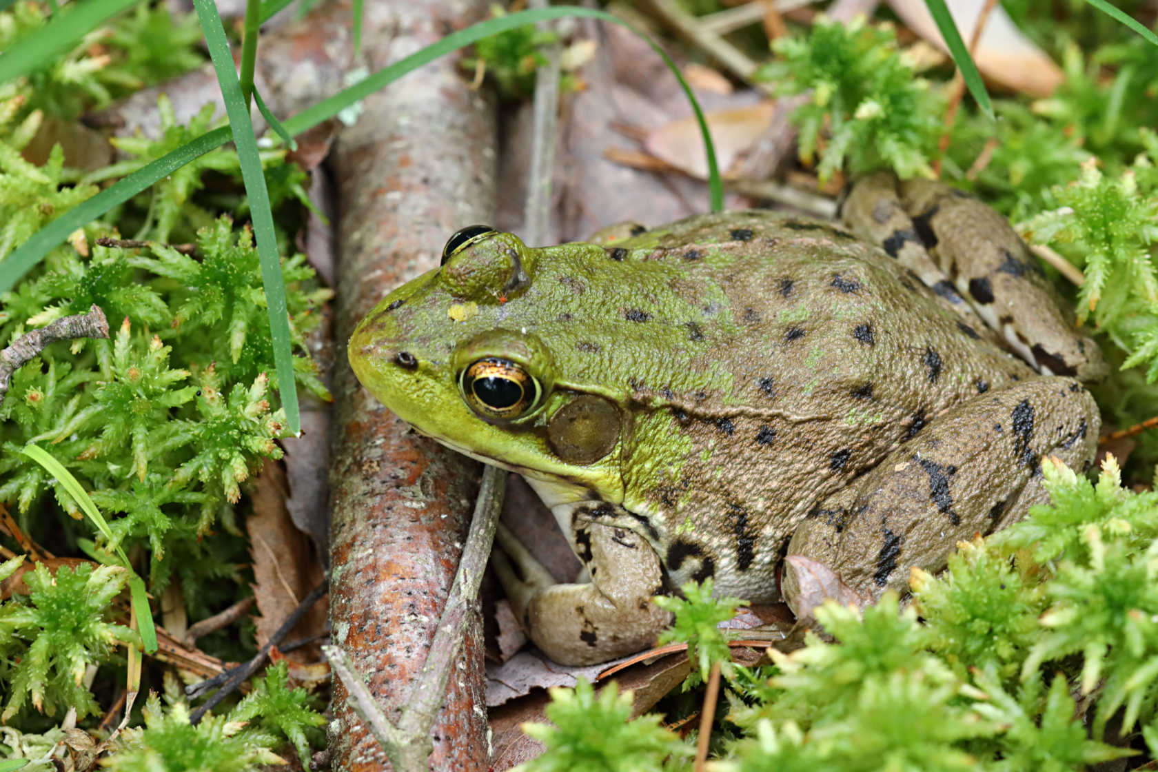 Green Frog