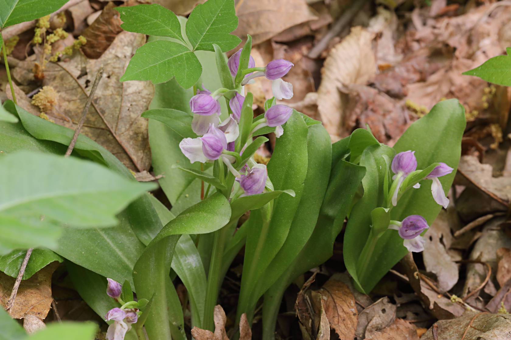 Showy Orchid